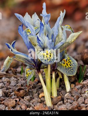 Iris reticulata 'Katharine Hodgkin' in the Alpinum at Aberglasney Gardens Stock Photo