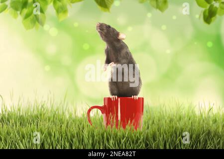 Cute little rat in cup on green grass outdoors Stock Photo