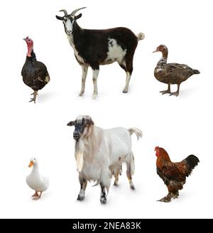 farm animals collage isolated on white background Stock Photo - Alamy