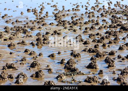 Lugworm (Arenicola marina) casts on damp sand on a beach in the west of Scotland. Stock Photo