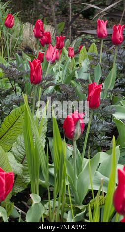 Tulipa 'Pretty woman' Stock Photo