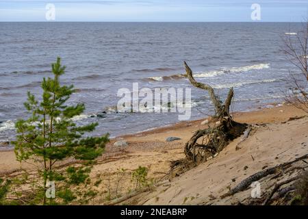 The sandy shore of the Baltic Sea in spring. with highly variable weather conditions. roots of a fallen tree on the shore. Stock Photo