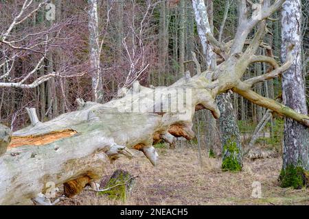 A big old tree withered and fallen in the forest. A very large old pine tree. Stock Photo