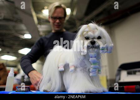 Tim Lehman of New York grooms Daddio a 2 year old Maltese backstage during the 134th Westminster Kennel Club Dog Show Monday Feb. 15 2010 in New York. The best in show will be