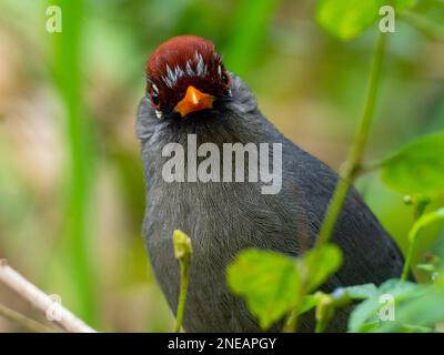 Chestnut-capped Laughingthrush, Pterorhinus mitratus, a beautiful bird in Fraser's Hill, Malaysia Stock Photo