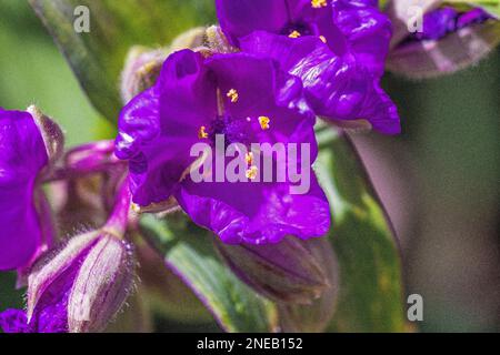 Corolla of flowers in bloom Stock Photo