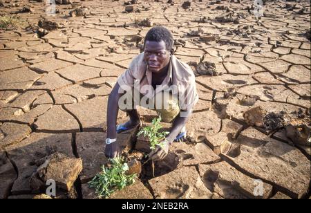 NIGER,  man is planting a tomatoplant in dry riverbed, so the roots can find water in the cracked earth. Stock Photo