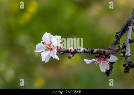 Flower and buds of the almond tree close up among the branches on a blurred background Stock Photo