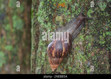 Giant African Snail (Achatina fulica) climbing tree trunk. Hermaphroditic species. Both partners of a mating pair will produce offspring as they can s Stock Photo