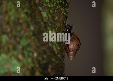 Silhouette of Giant African Snail (Achatina fulica) on tree trunk. Specie pose a serious health risk to humans by carrying the parasite rat lungworm, Stock Photo