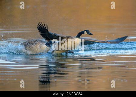 Hen-pecked. Squabbling rival Canada Geese compete for the attention of nearby females Stock Photo