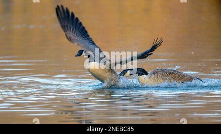 Hen-pecked. Squabbling rival Canada Geese compete for the attention of nearby females Stock Photo