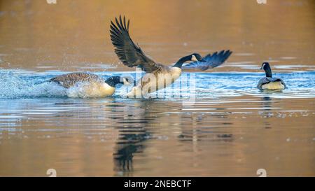 Hen-pecked. Squabbling rival Canada Geese compete for the attention of nearby females Stock Photo