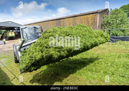 Working on a silage clamp with a Class loader using a big loader grab to move the grass and level up the pit. Dumfries, Scotland, UK. Stock Photo