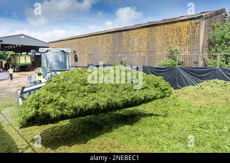 Working on a silage clamp with a Class loader using a big loader grab to move the grass and level up the pit. Dumfries, Scotland, UK. Stock Photo