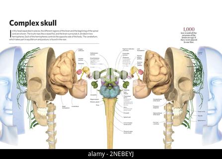 Infographic of the brain. [Adobe InDesign (.indd); 4960x3307] Stock ...