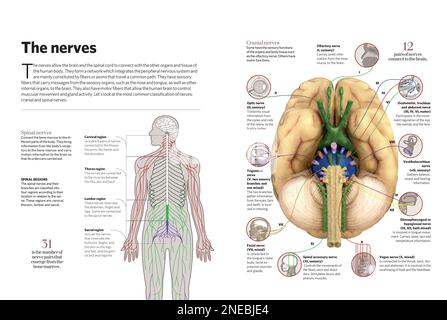 Infographic of the brain. [Adobe InDesign (.indd); 4960x3307] Stock ...