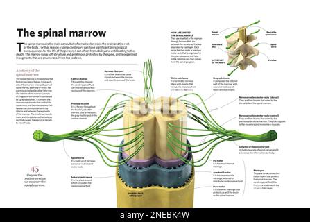 Infographic of the brain. [Adobe InDesign (.indd); 4960x3307] Stock ...
