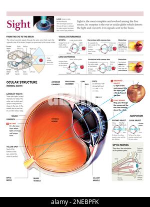 Infographic about the nerves in the human body. They allow brain and ...