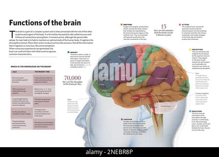 Infographic of the brain. [Adobe InDesign (.indd); 4960x3307] Stock ...