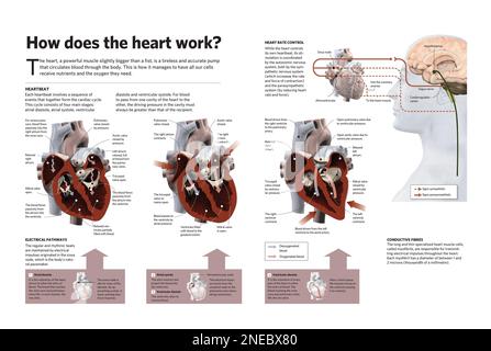 Heart Involuntary Infographic about the autonomous system of the human body, the system ...
