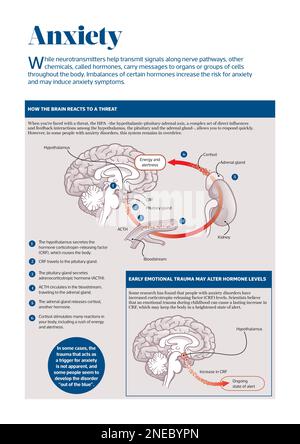 Infographic of the brain. [Adobe InDesign (.indd); 4960x3307] Stock ...