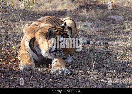 A wild male royal Bengal tiger lying down on the ground in a forest in North India Stock Photo