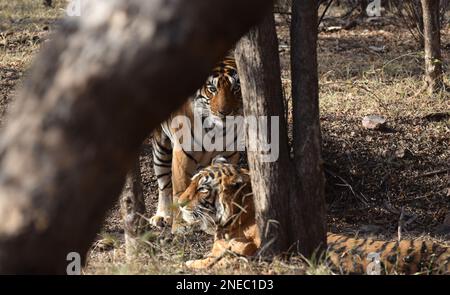 A male and a female tiger seen through trees with the male standing looking straight at the camera with the female relaxing in front of him Stock Photo