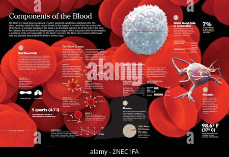 Infographic of red and white blood cells and their function ...