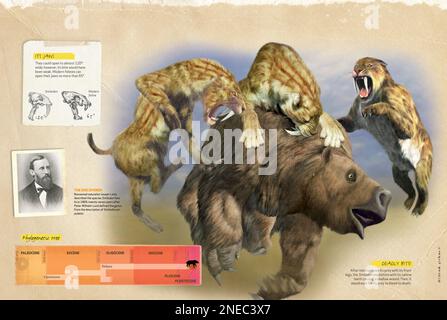 Infographics About Smilodon A Prehistoric Feline From The Pleistocene   Infographics About Hunting Strategies Of The Smilodon A Prehistoric Feline From The Pleistocene Period Its Discoverer And Its Phylogenetical Tree Quarkxpress Qxp 4842x3248 2nec3x7 