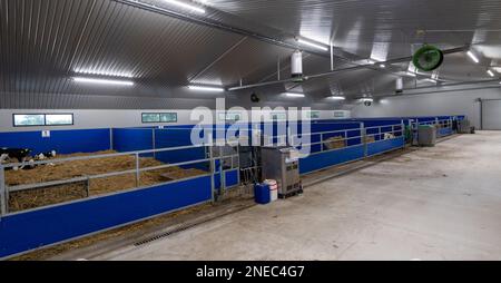 Healthy dairy calves on straw bed in a specially designed shed. Cumbria, UK. Stock Photo