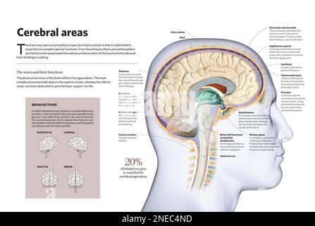 Infographic of the brain. [Adobe InDesign (.indd); 4960x3307] Stock ...