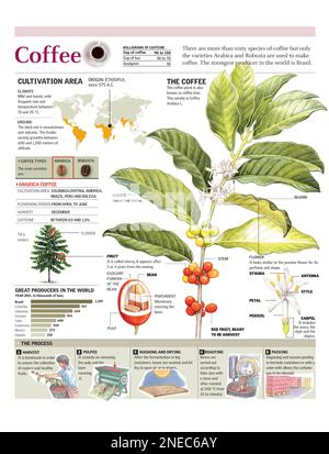 Infographics of the coffee plant and cultivation, and world coffee production. [Adobe Illustrator (.ai); 2480x3248]. Stock Photo