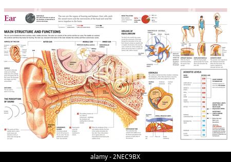 Neurons In Ear Infographic on the internal and external structure of the brain, the ...