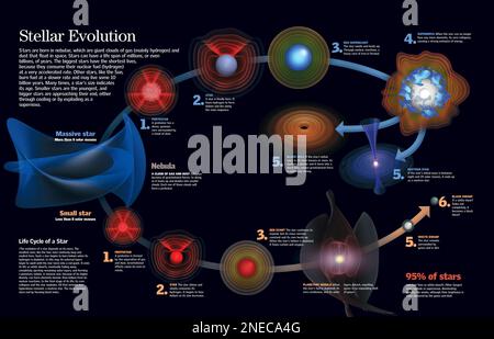 Infographic on the evolution of stars: from birth in the nebulae, up to ...