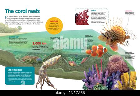 Infographic about the coral reefs and the various marine species that develop in their vicinity. [QuarkXPress (.qxp); Adobe InDesign (.indd); 4960x3188]. Stock Photo