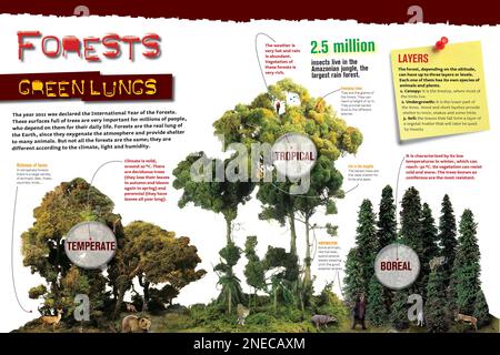 Infographic about the forest ecosystem. [Adobe InDesign (.indd ...