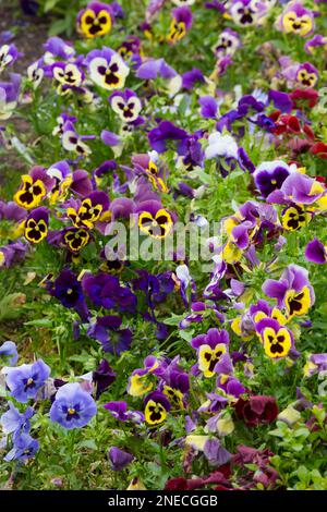 English Cottage Garden flowerbed with Pansies Stock Photo