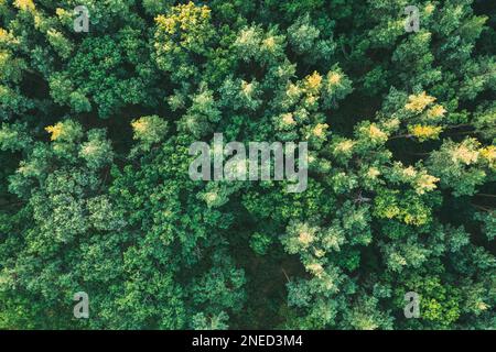 Beautiful pine trees taken from above from drone. Summer greens. Belarus Stock Photo