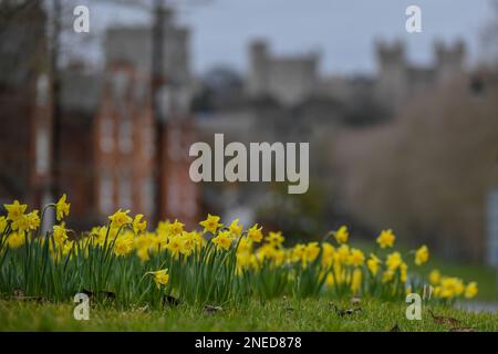 Windsor, UK. 16th February, 2023.  Beautiful bed of Daffodils flowering in Windsor with Windsor Castle in the background in Berkshire in the UK.   Credit: Peter Nixon / Alamy Live News Stock Photo