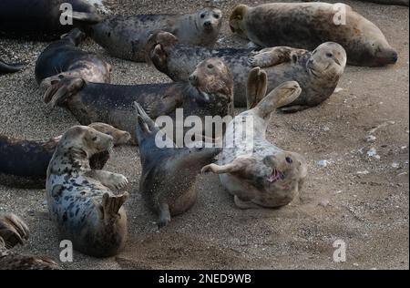 The harbor seal, also known as the common seal, is a true seal found along temperate and Arctic marine coastlines of the Northern Hemisphere. Stock Photo