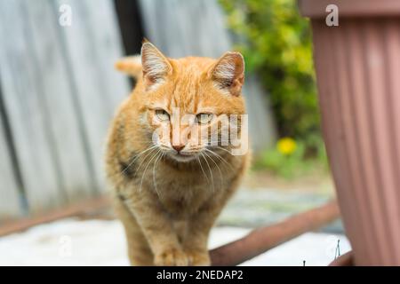 Close-up photo of a ginger cat Stock Photo