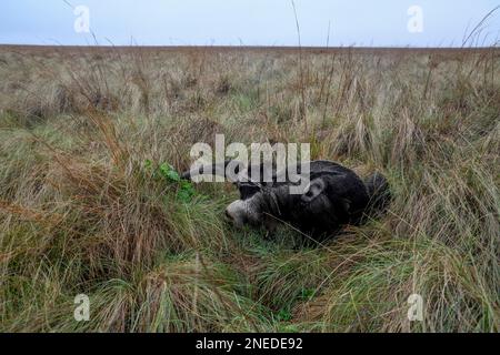 Giant anteater (Myrmecophaga tridactyla) with young animal on its back and transmitter collar, San Alonso Island, Esteros del Ibera, Corrientes Stock Photo