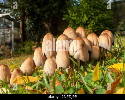 UK, England, Devon. A cottage garden. 31st October. Toadstools growing in the lawn. Stock Photo