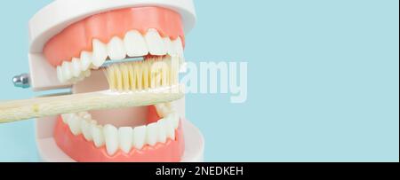 Dental prosthesis Dental Teeth Model dentures and wooden toothbrush on blue background Model of jaw is used to demonstrate how human teeth and jaw cle Stock Photo