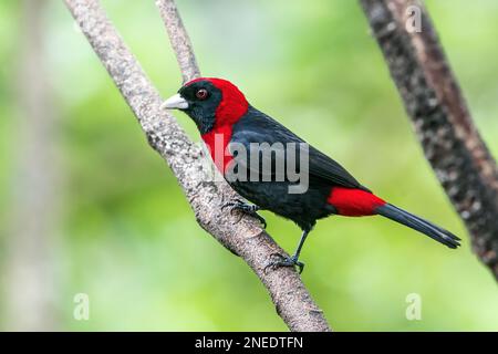 crimson-collared tanager, Ramphocelus sanguinolentus, single adult perched on branch of tree, Costa Rica Stock Photo