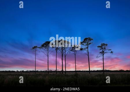 Pine trees silhouetted aganist a sun set sky in Southwestern Florida USA Stock Photo