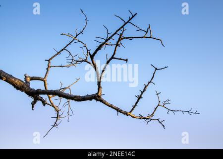 Dead tree st against blue sky Stock Photo