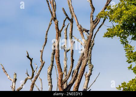 Green Woodpecker and Great Spotted Woodpecker quarreling over the rights to a dead tree Stock Photo