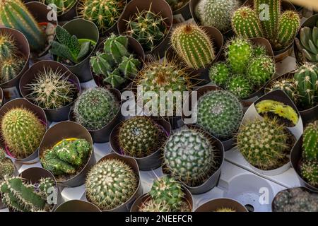 Close up assortment cactuses plants Stock Photo